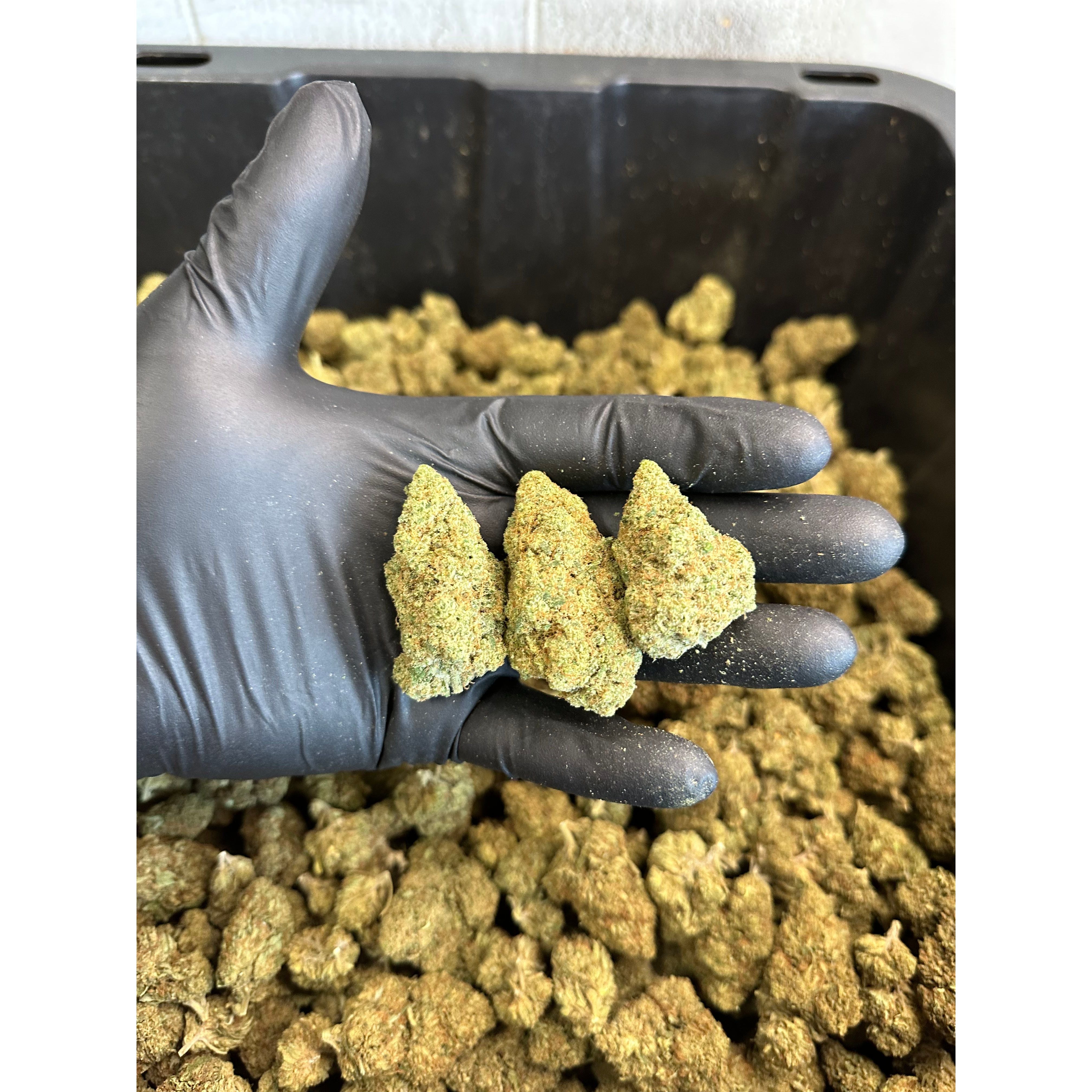 Indoor Strawberry Haze CBD Hemp Flower